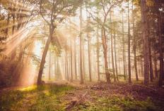 体育联赛引入科(kē)技裁判(pàn)提(tí)升比赛公平性