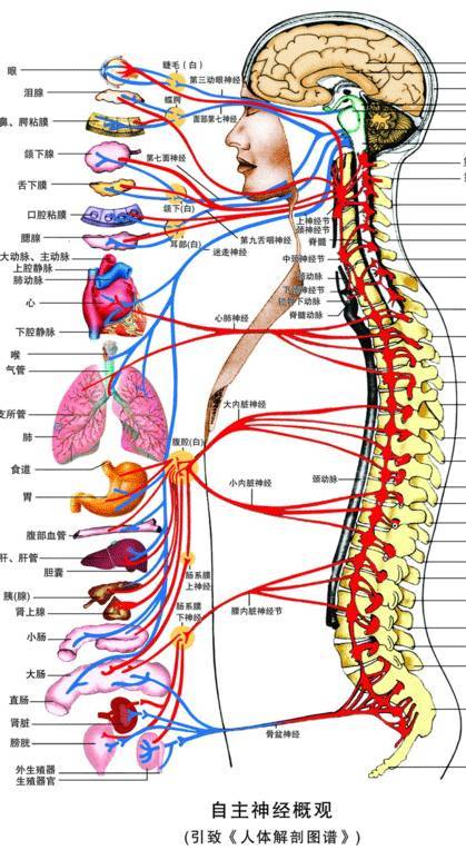 针刀操作技巧 初学者必看